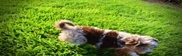 Havapoo dogs for sale: Elektra - Ad 6
