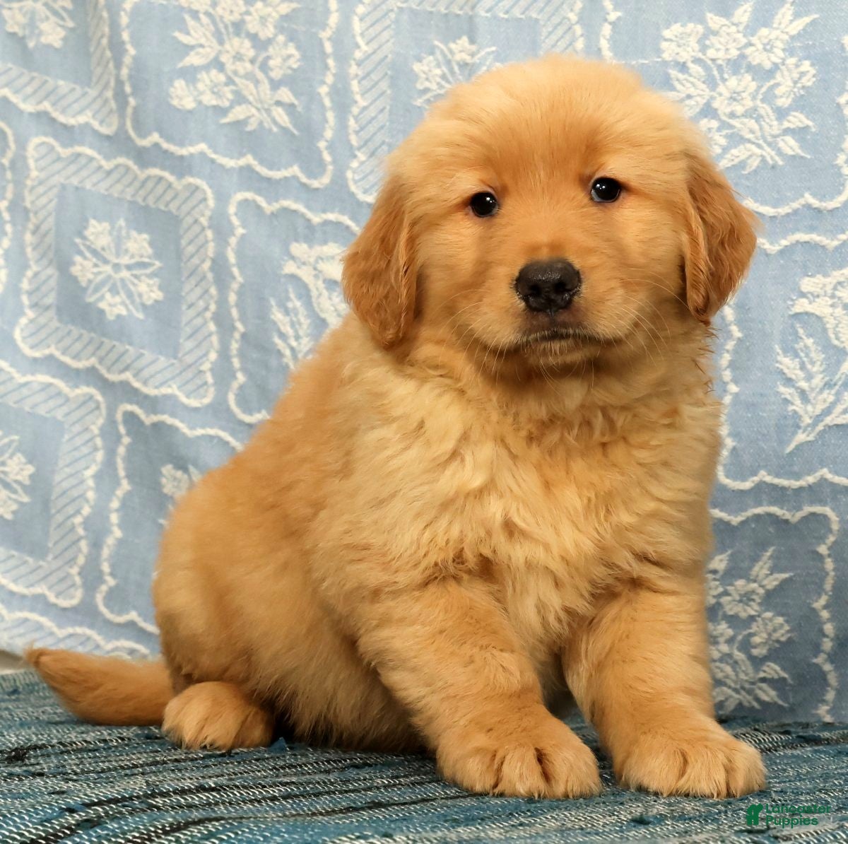 Golden Retriever dogs Chip - Ad 1