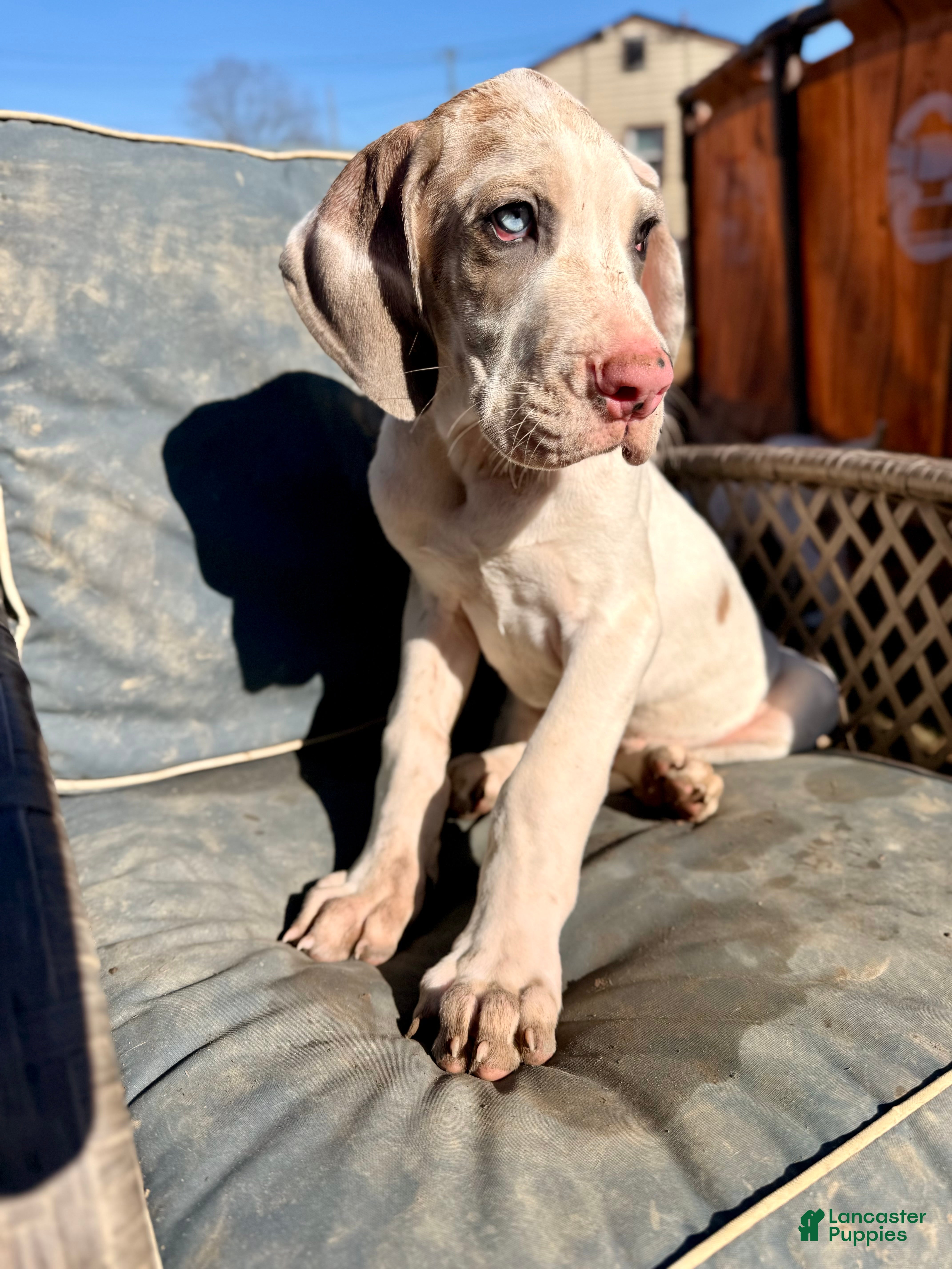 Great Dane dogs Blue Fawnquin Headed Pied (Heavy Euro) - Ad 2