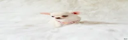 Chihuahua dogs for sale: Liam - Ad 4
