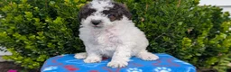 Mixed Breed dogs for sale: Dexter - Ad 6