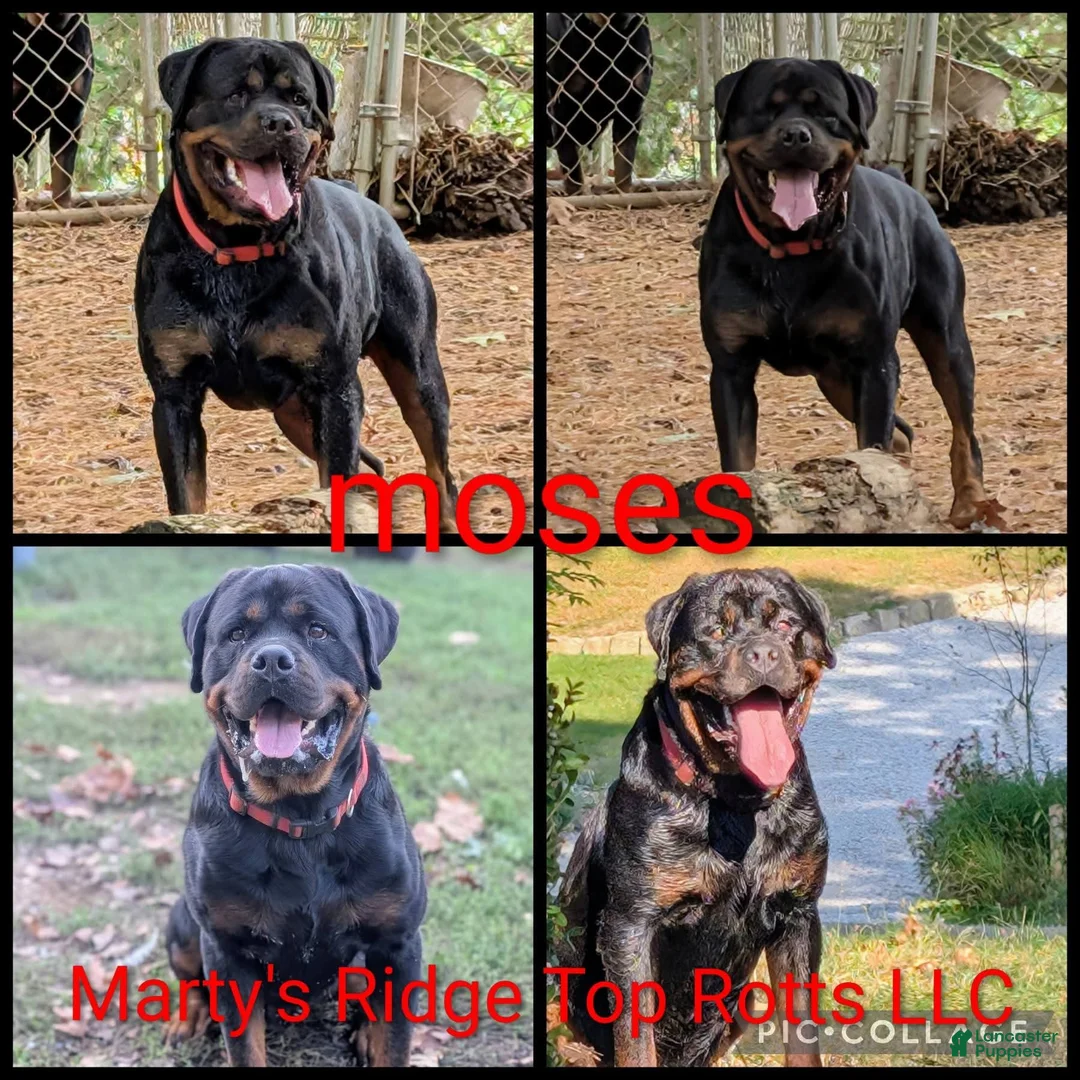 Rottweiler dogs for sale: Rottweiler Puppy 2 - Ad 3