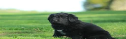 Newfoundland dogs for sale: Jed - Ad 7