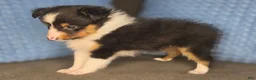 Shetland Sheepdog dogs for sale: Detroit  - Ad 10