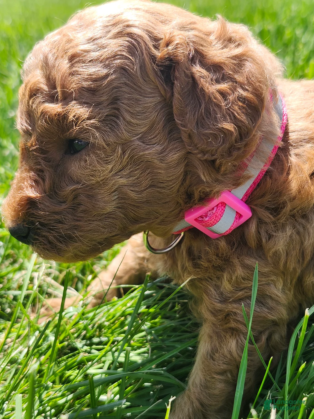 Standard Poodle dogs for sale: Tulip  - Ad 2