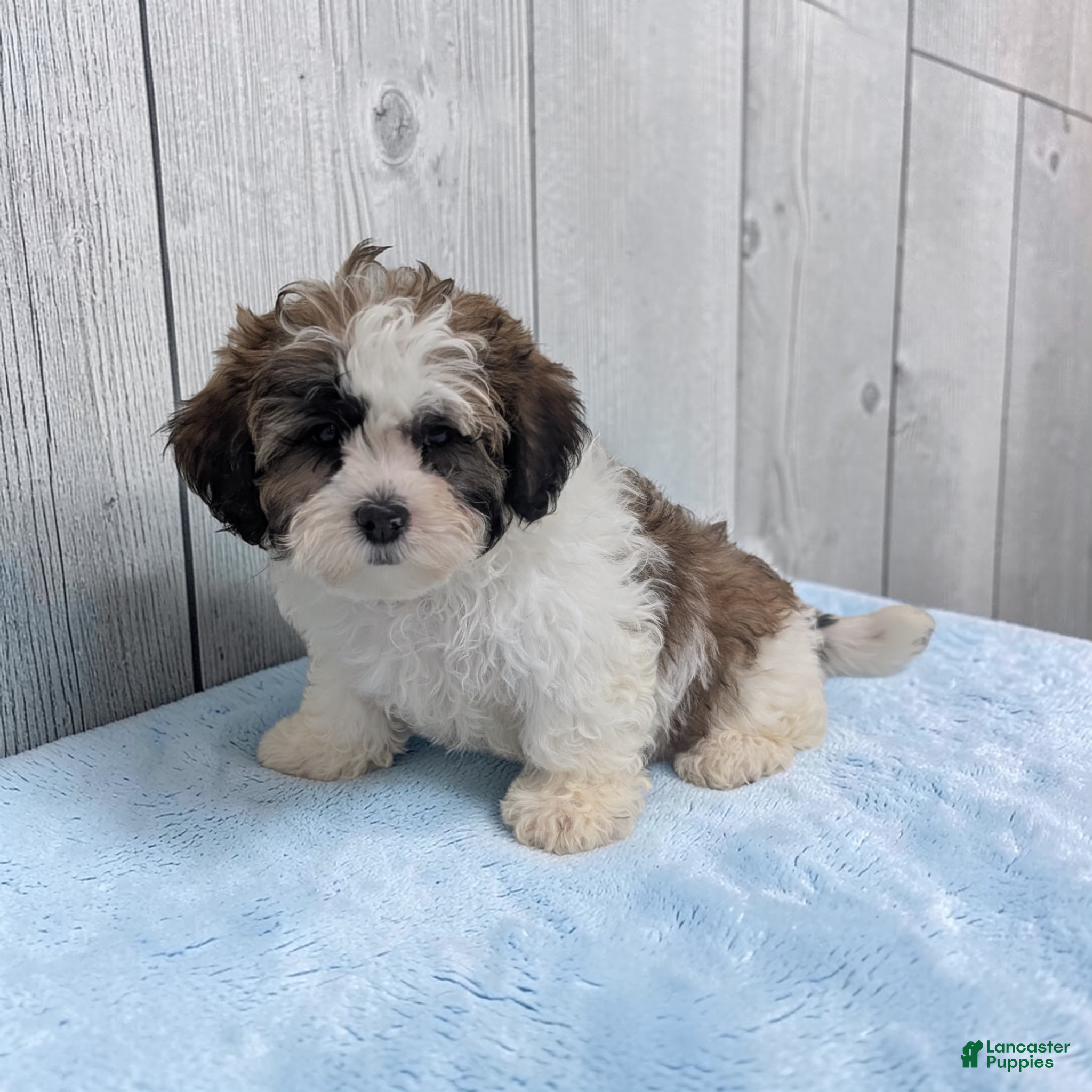 Shihpoo dogs Ripley - Ad 1