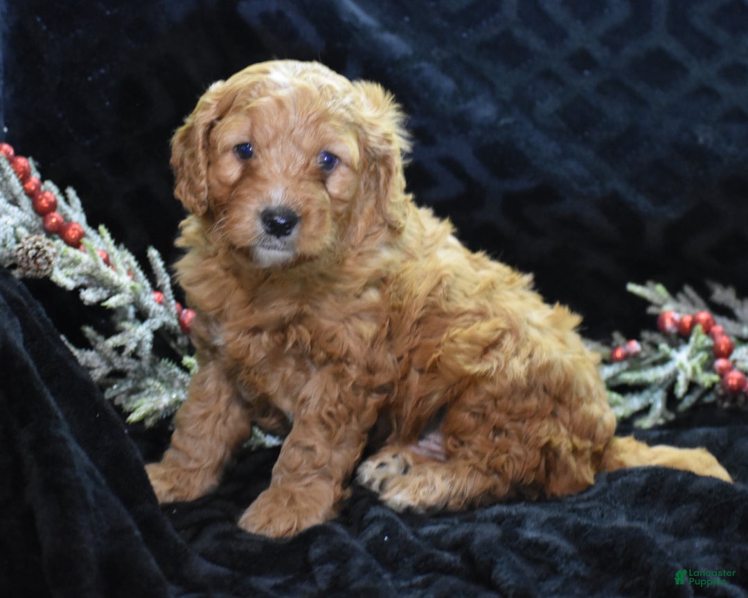 Mini Goldendoodle dogs for sale: Gregy - Ad 3