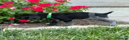German Shorthaired Pointer dogs for sale: German Shorthaired Pointer 5 - Ad 2