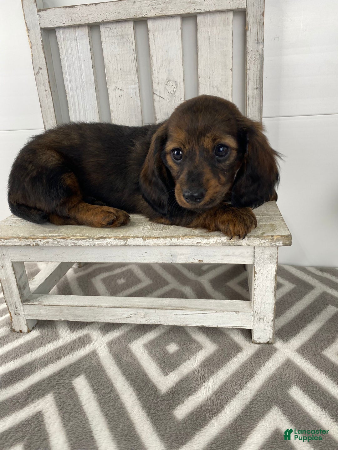Miniature Dachshund dogs for sale: Bella - Ad 5