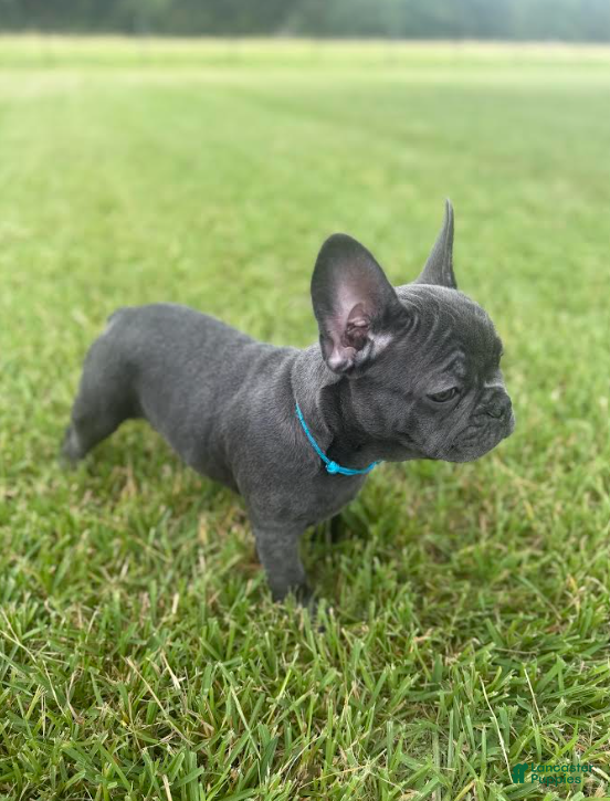 French Bulldog dogs Light Blue Collar - Ad 2