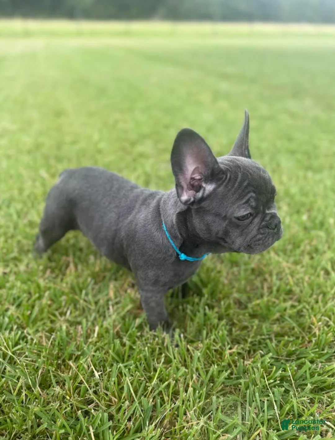 French Bulldog dogs for sale: Light Blue Collar - Ad 2