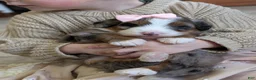 Mini Bernedoodle dogs for sale: Mini Indy  - Ad 15