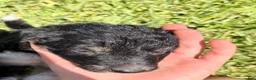 Mixed Breed dogs for sale: Trip - Ad 16