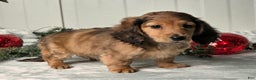 Miniature Dachshund dogs for sale: Shelly - Ad 7