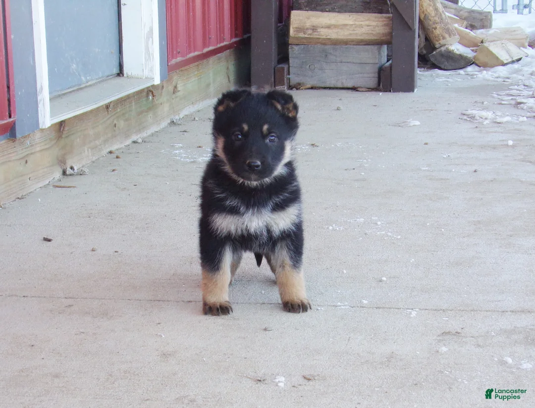 German Shepherd dogs for sale: Carley - Ad 1