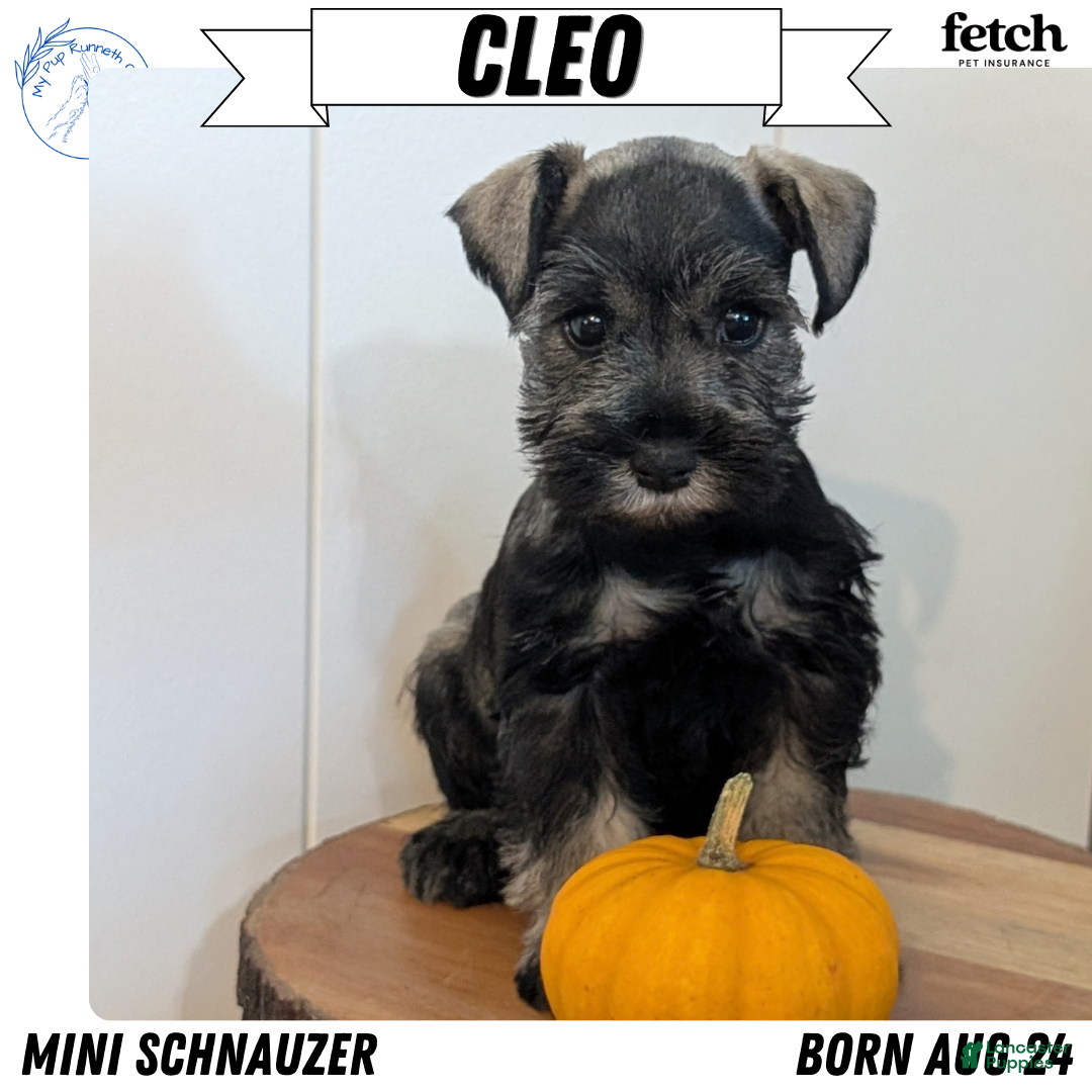 Cleo (Miniature Schnauzer, Female) in Goshen, IN