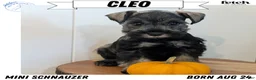 Miniature Schnauzer dogs for sale: Cleo - Ad 1