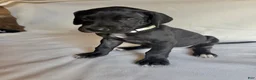 Great Dane dogs for sale: Lady-silver - Ad 2