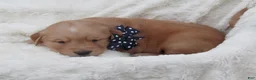 Golden Retriever dogs for sale: LYLE - Ad 6