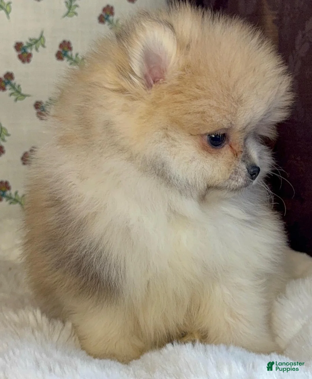 Pomeranian dogs for sale: Pomeranian Puppy Lulu - Ad 9