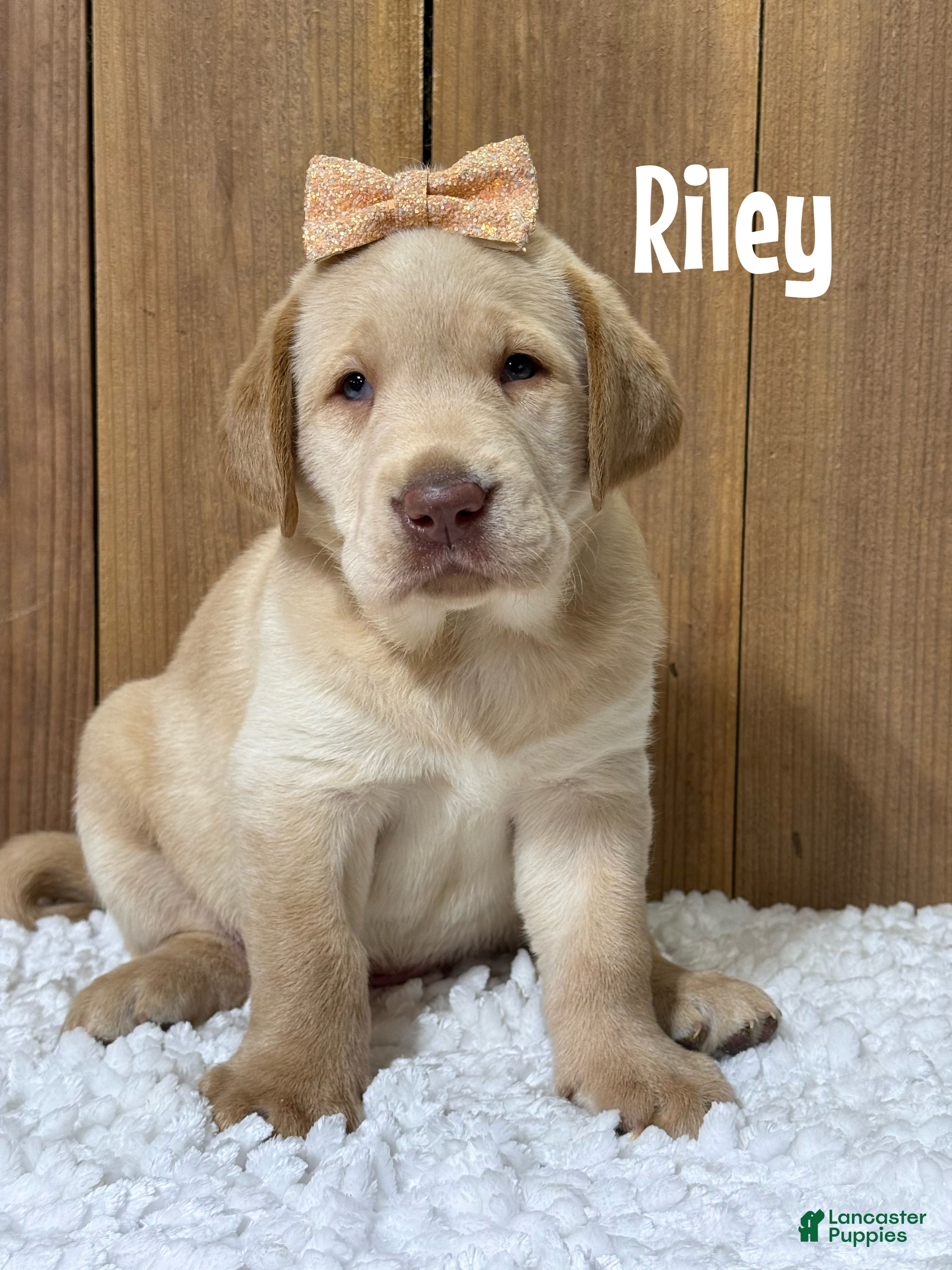 Labrador Retriever dogs Riley (brown nose/yellow/champagne) - Ad 32