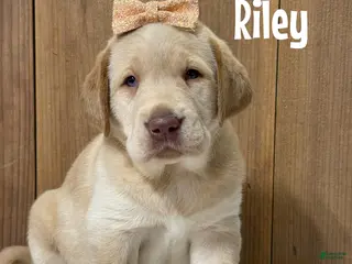 Labrador Retriever dogs Riley (brown nose/yellow/champagne) - Ad 32