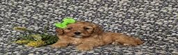 Cavapoo dogs for sale: Kandis - Ad 6