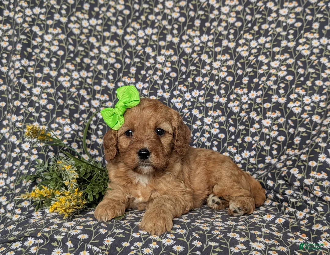 Cavapoo dogs for sale: Kandis - Ad 6