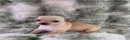 Chihuahua dogs for sale: AKC Ralph - Ad 3