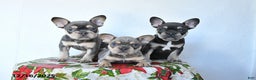French Bulldog dogs for sale: Velvet - Ad 5