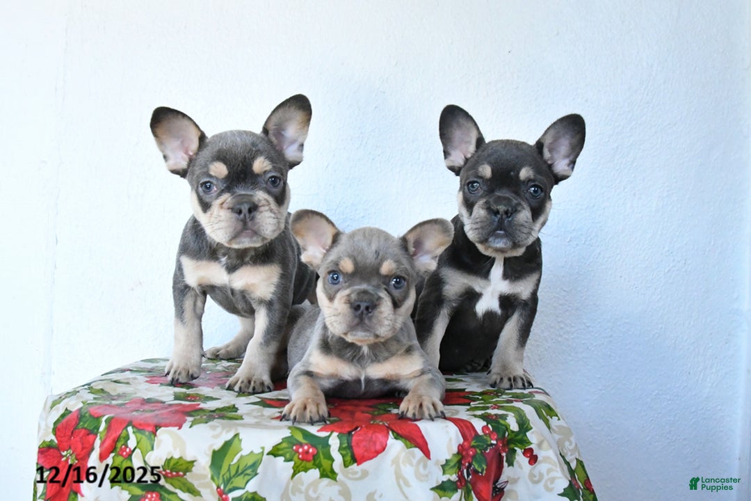 French Bulldog dogs for sale: Velvet - Ad 5