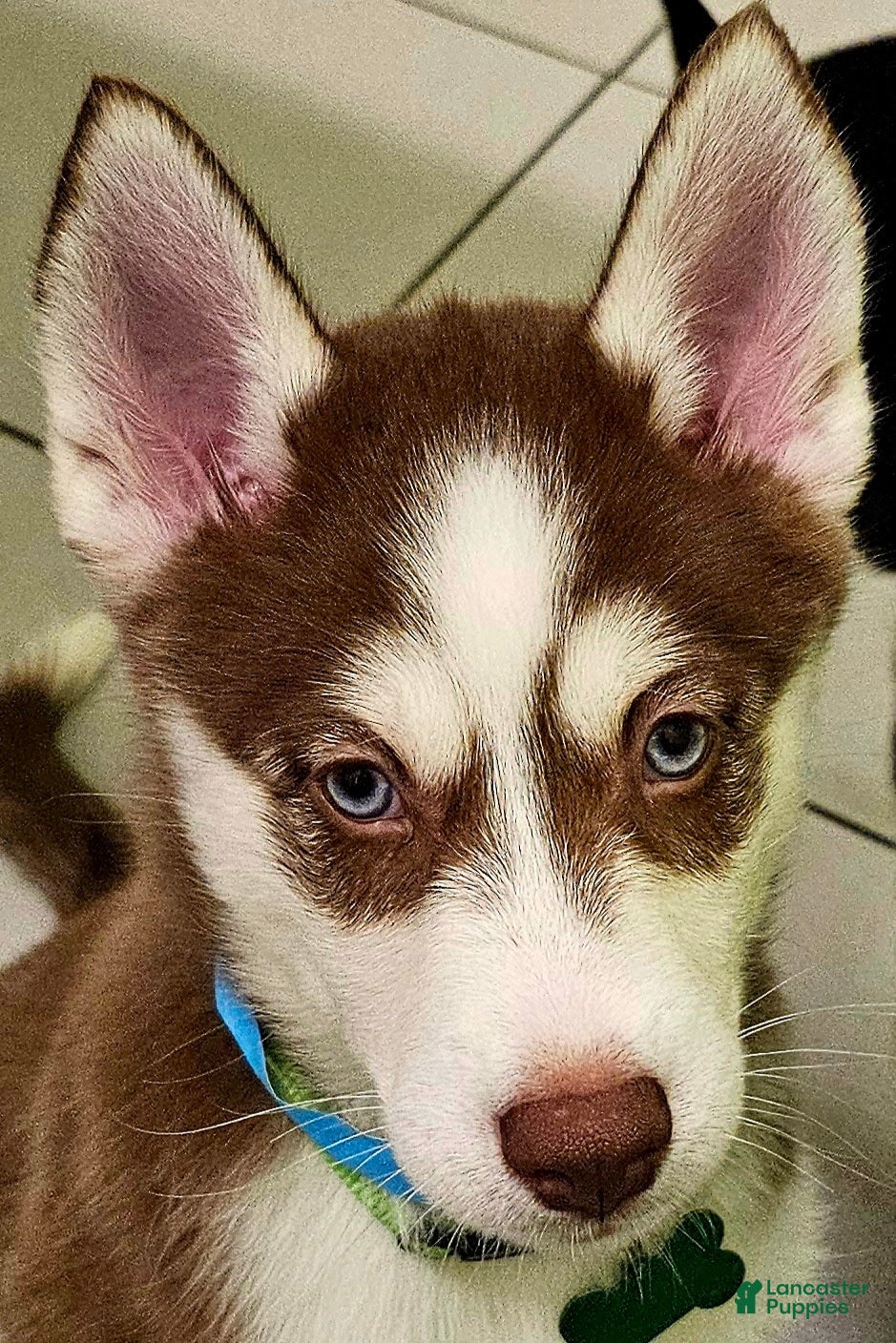 Pomsky dogs Scout - Ad 1