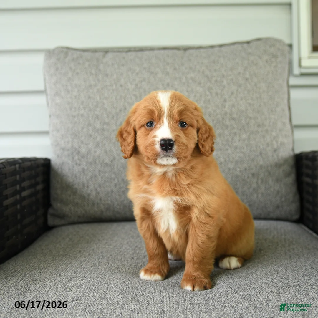 Bernedoodle dogs for sale: Slippers - Ad 2