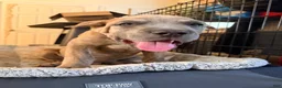 Cane Corso dogs for sale: Cane Corso 1 - Ad 5