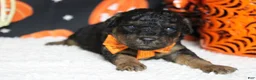 Toy Poodle dogs for sale: Ray  - Ad 1