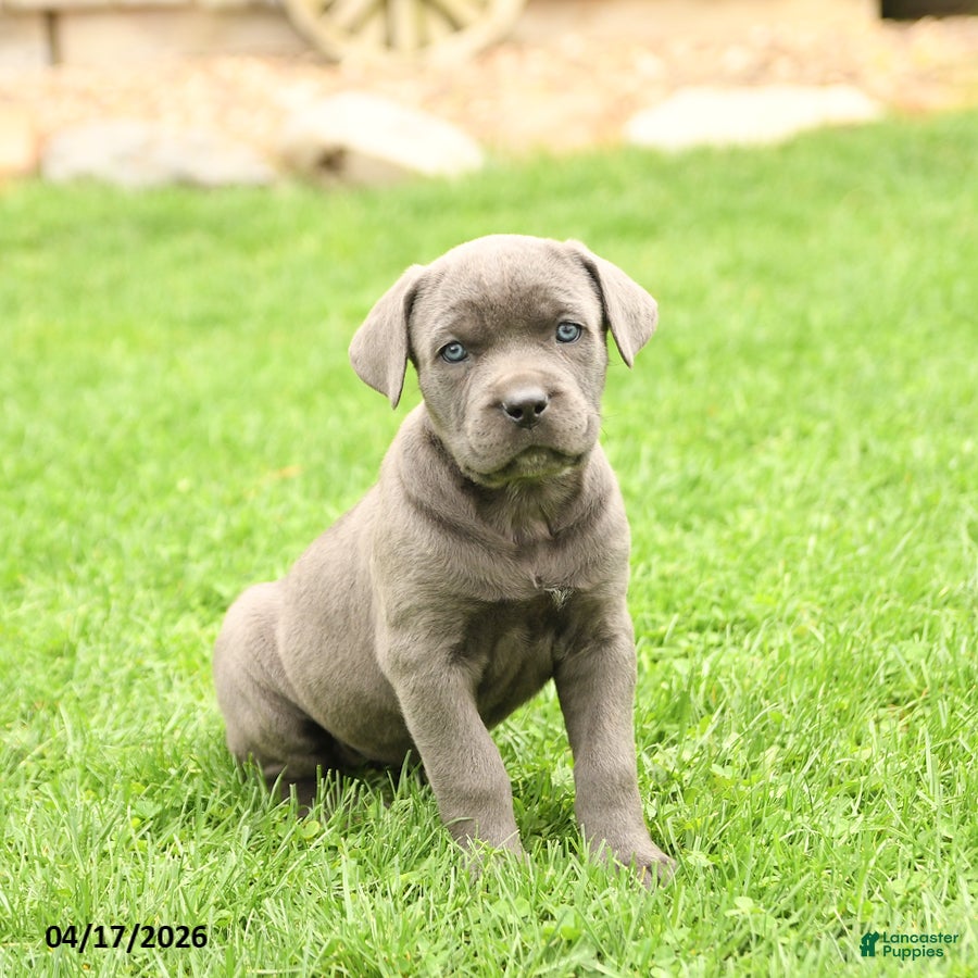 Cane Corso dogs Summer - Ad 2