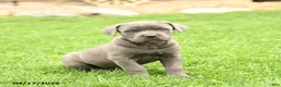 Cane Corso dogs for sale: Summer - Ad 2