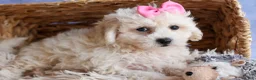 Bichpoo dogs for sale: NANCY - Ad 14