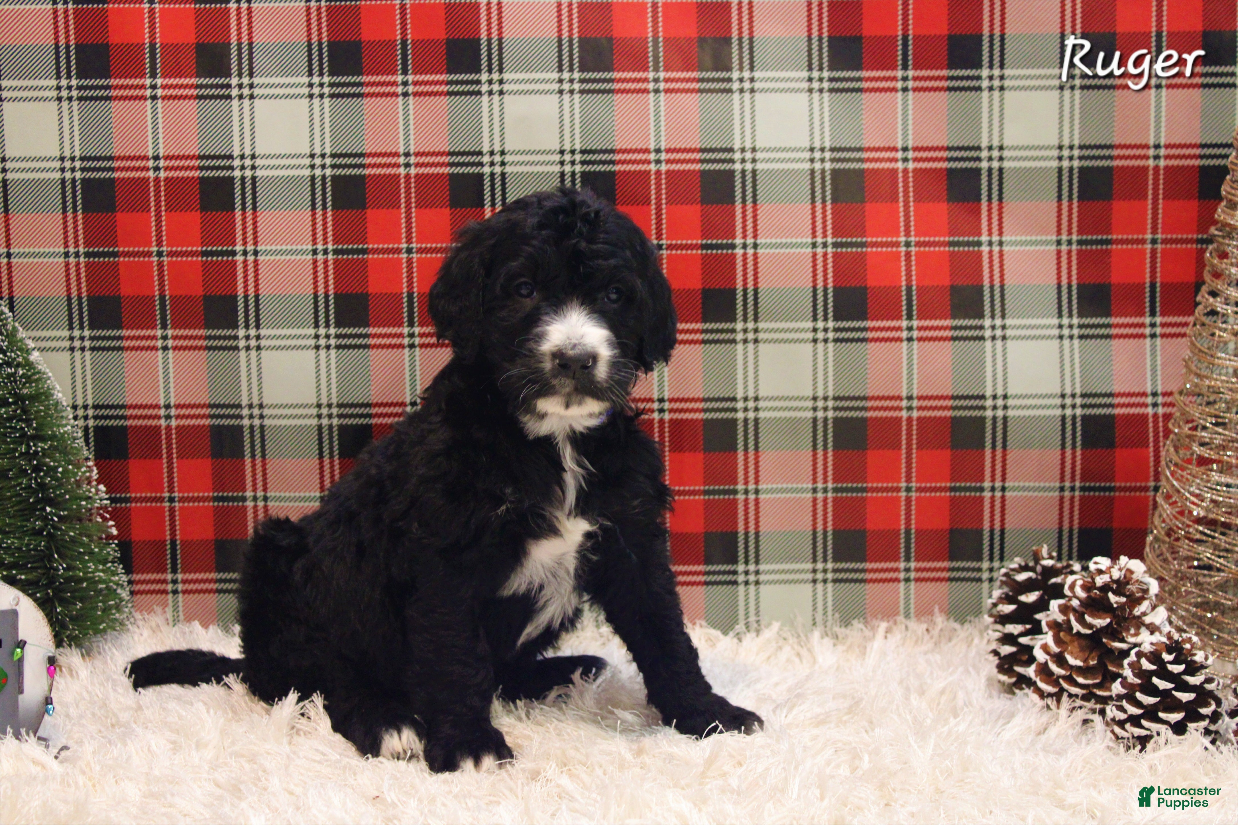 Mixed Breed dogs Ruger - Ad 27