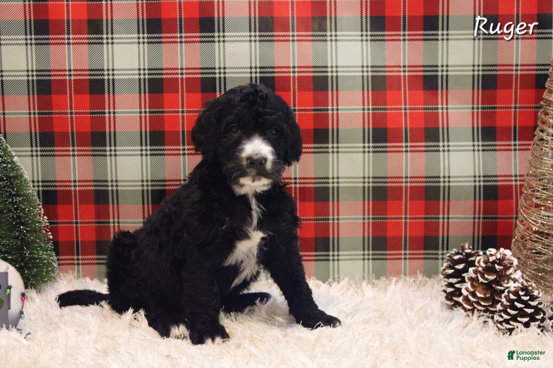 Mixed Breed dogs for sale: Ruger - Ad 1