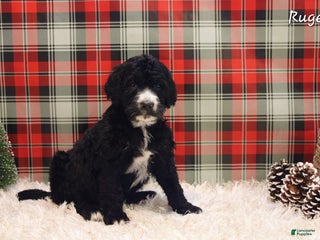 Mixed Breed dogs Ruger - Ad 35