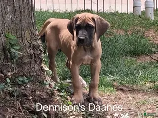 Great Dane dogs for sale: Lilly - Ad 1