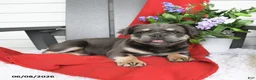French Bulldog dogs for sale: Hetty - Ad 3