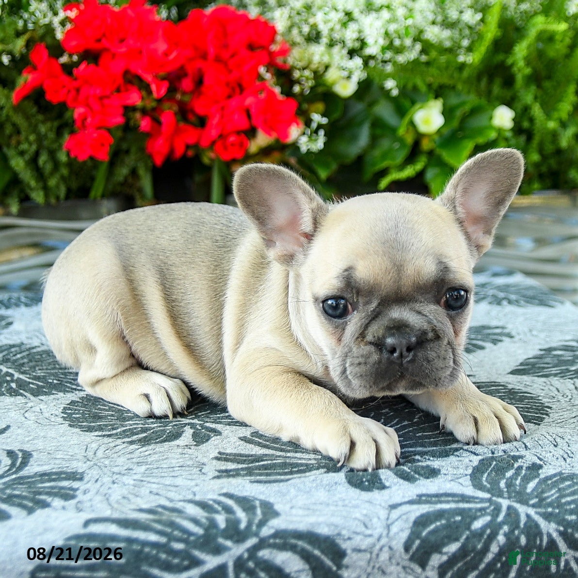 French Bulldog dogs Carly - Ad 1
