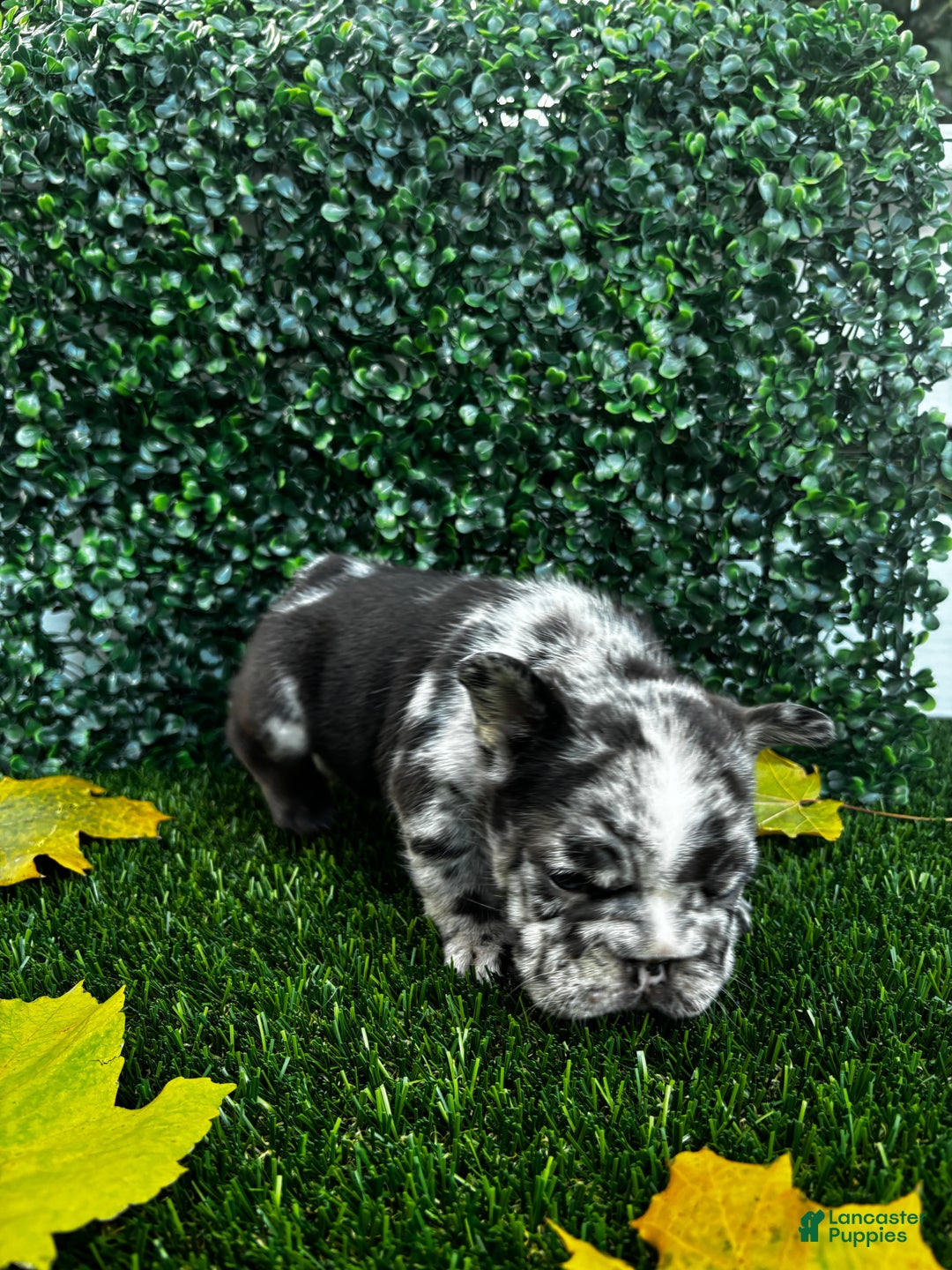 French Bulldog dogs for sale: Storm - Ad 3