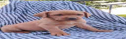Labrador Retriever dogs for sale: Lydia - Ad 2