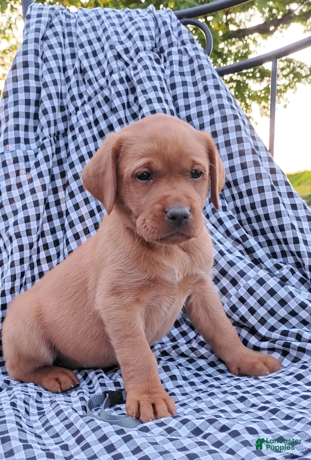 Labrador Retriever dogs for sale: Lydia - Ad 2