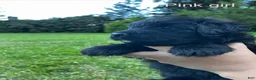Bouvier Des Flandres dogs for sale: Bouvier Des Flandres 2 - Ad 12