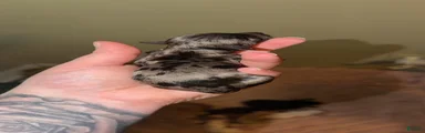 Cockapoo 1