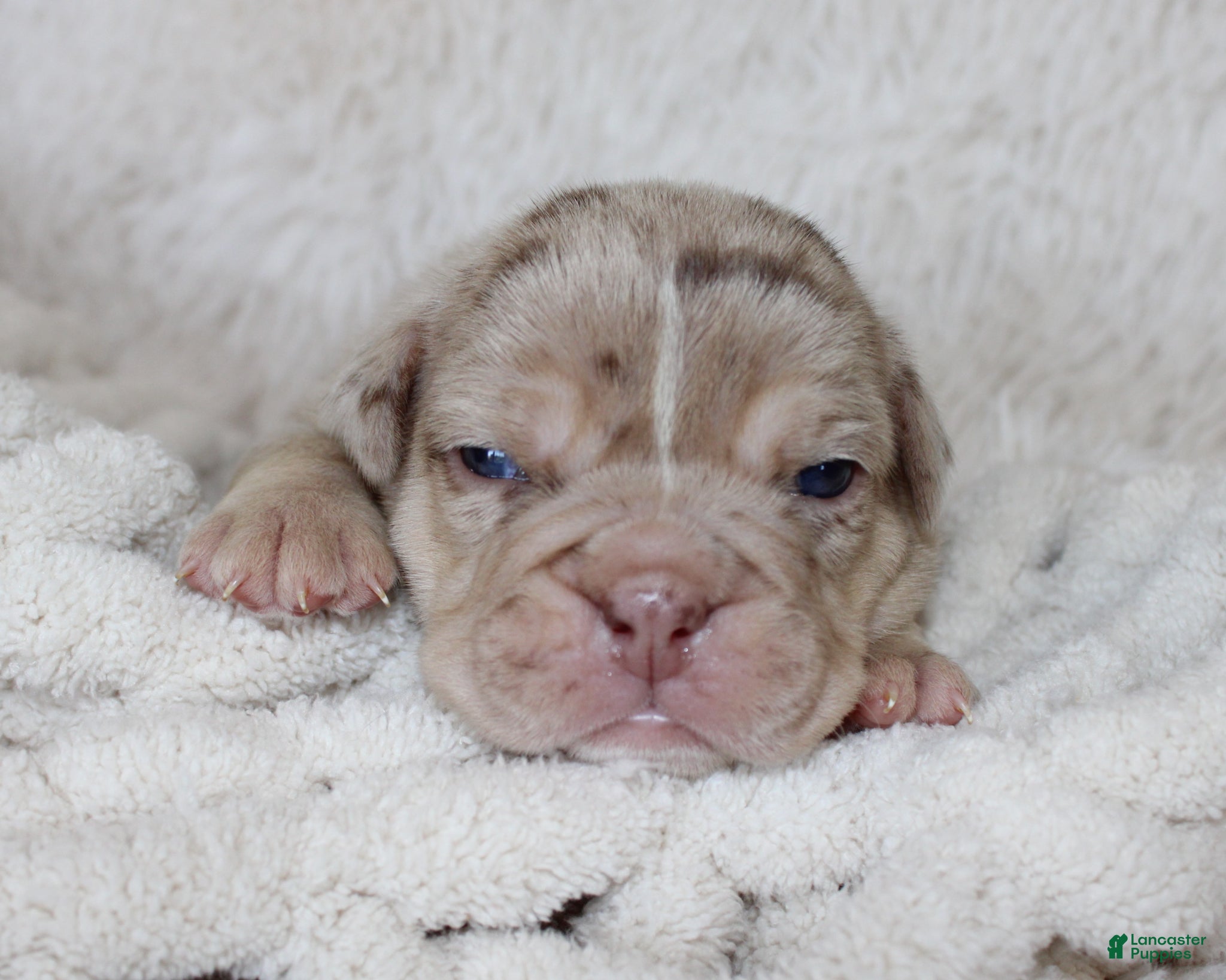 English Bulldog dogs Kato - Ad 2